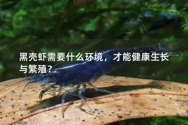 黑殼蝦需要什么環境，才能健康生長與繁殖？